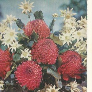 Australian Plants Volume 4: Issues 29-36