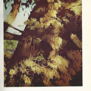 Australian Plants Volume 5: Issues 37-44