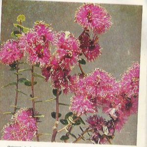Australian Plants Volume 9: Issues 69-76