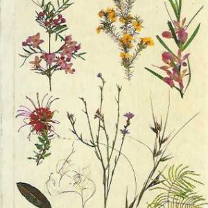 Bringing Back the Bush: The Bradley Method of Bush Regeneration