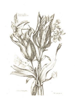 DIVERSES FLEURS: Dessinees et gravees d'apres le natural