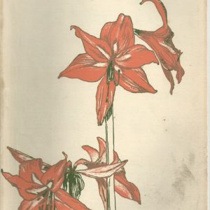 Herbertia 1959 Vol 15 No. 1 General Amaryllid Edition