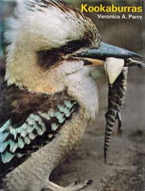 Kookaburras