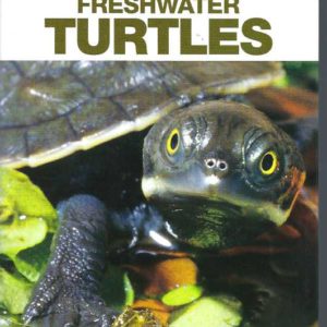 Freshwater Turtles  (Australian freshwater turtles)