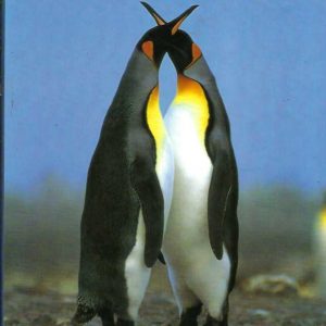 Life in the Freezer : A natural history of the Antarctic
