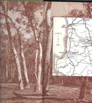 DRYANDRA: The Story of an Australian Forest