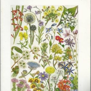 Field Guide to the Wildflowers of Australia’s South West: Augusta-Margaret River Region