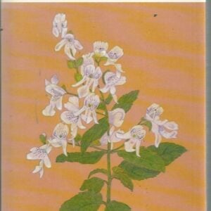 Looking At Australian Wildflowers