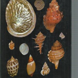 Seashells Of Australia