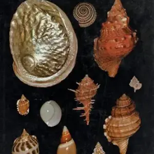 Seashells of Australia